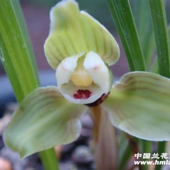 软梅最新爆料,揭秘娱乐圈最新动态与幕后故事